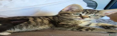 Domestic Shorthair 3
