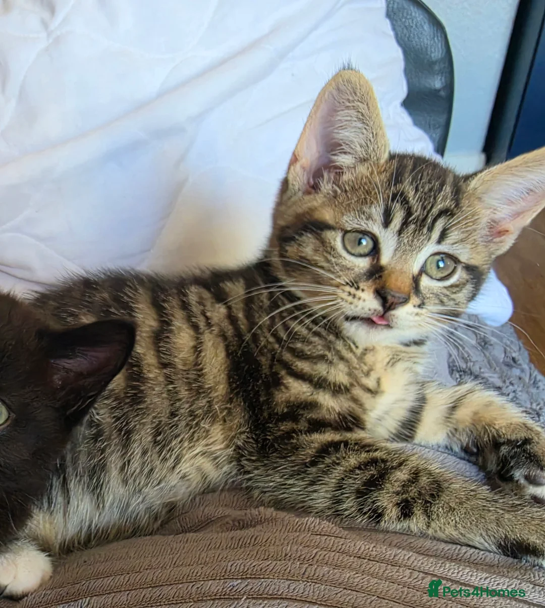 Domestic Shorthair cats for sale: Lovely kittens in Coventry - Advert 2