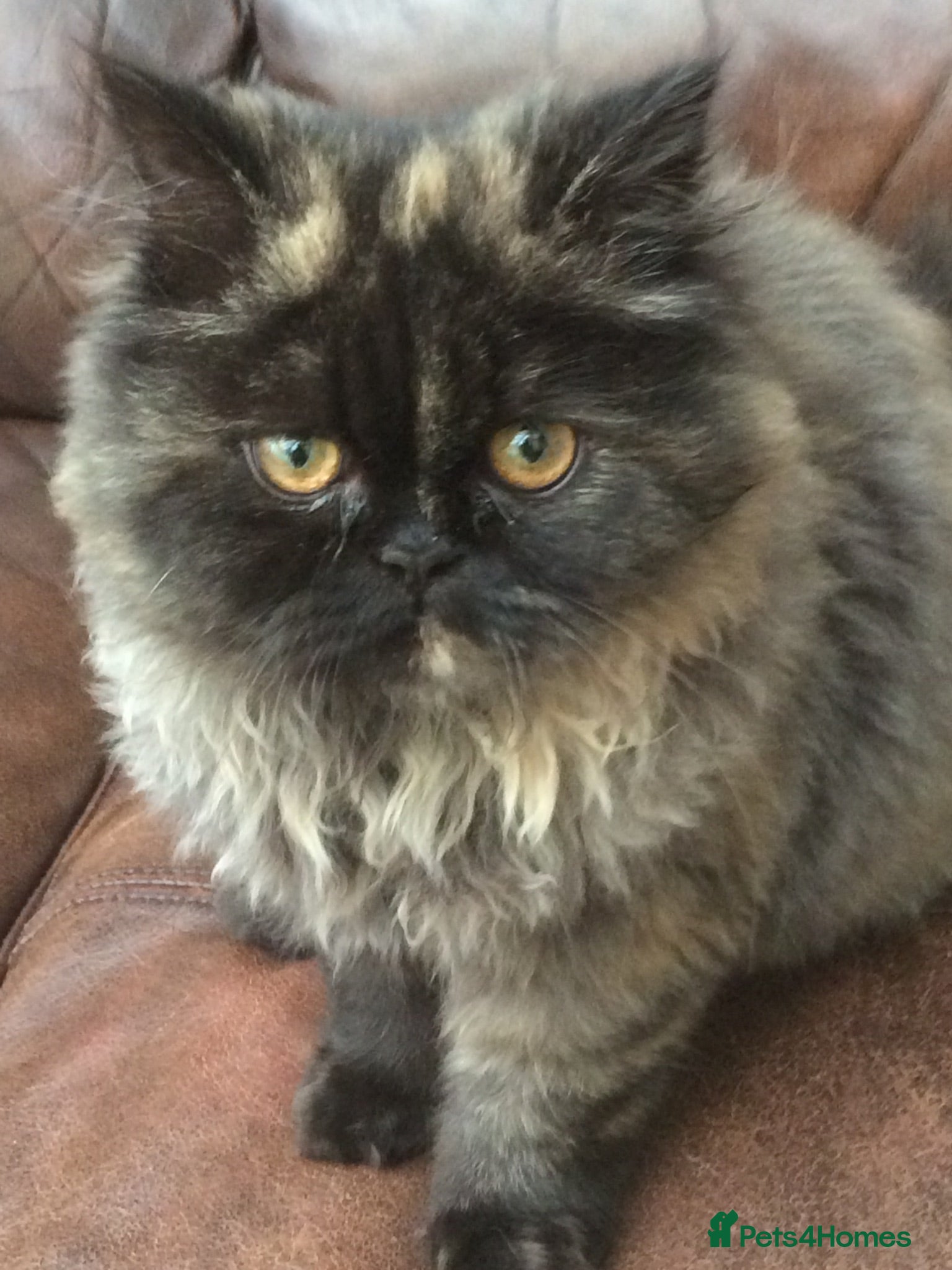 Persian cats Beautiful Persian kittens - Advert 1