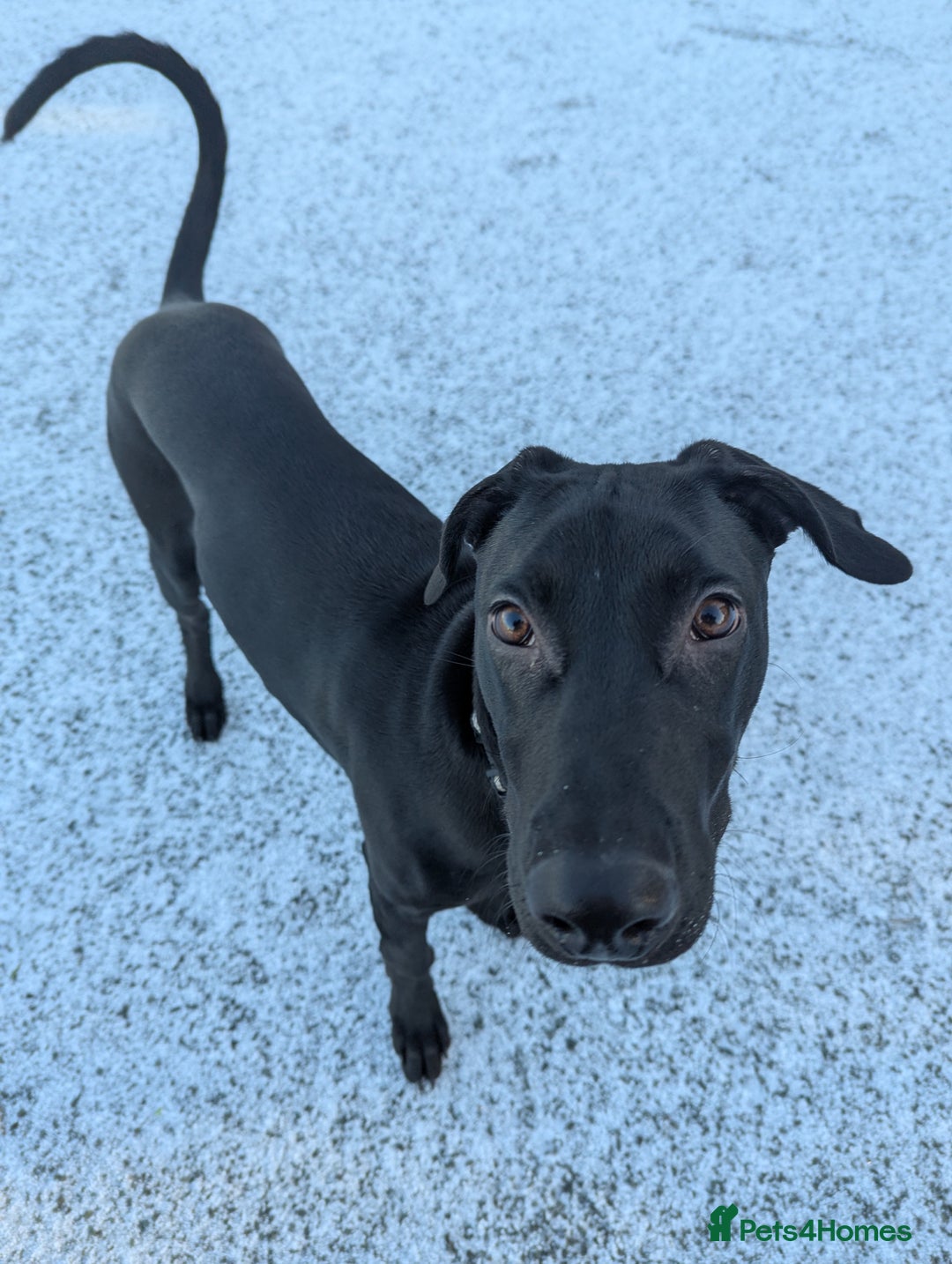 Mixed Breed dogs for sale: Doberman x Lurcher, Cosmo - Advert 1