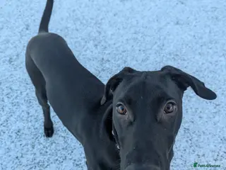 Mixed Breed dogs Doberman x Lurcher, Cosmo - Advert 12