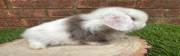 Mini Lop rabbits for sale: Stunning purebred mini lop ready to reserve  - Advert 11