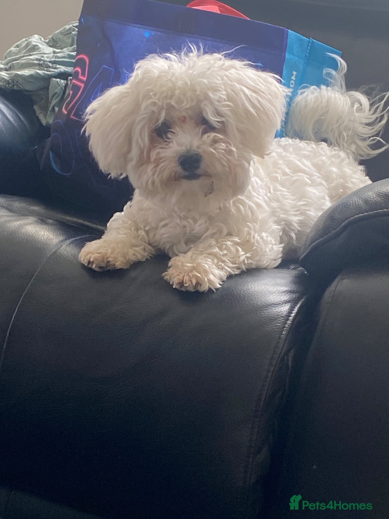 Bichon Frise dogs 1year old Bichon for sale full of joy - Advert 12