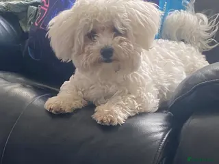 Bichon Frise dogs 1year old Bichon for sale full of joy - Advert 12