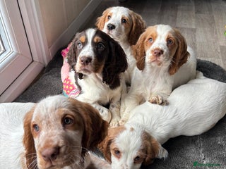 Sprocker dogs *BEAUTIFUL SPROCKER PUPPIES * - Advert 1