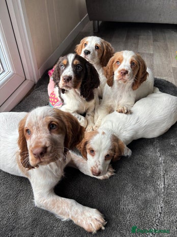 Sprocker dogs *BEAUTIFUL SPROCKER PUPPIES * - Advert 4