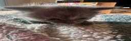 British Shorthair cats for sale: Rare Grey/ginger tortoiseshell kittens - Advert 16