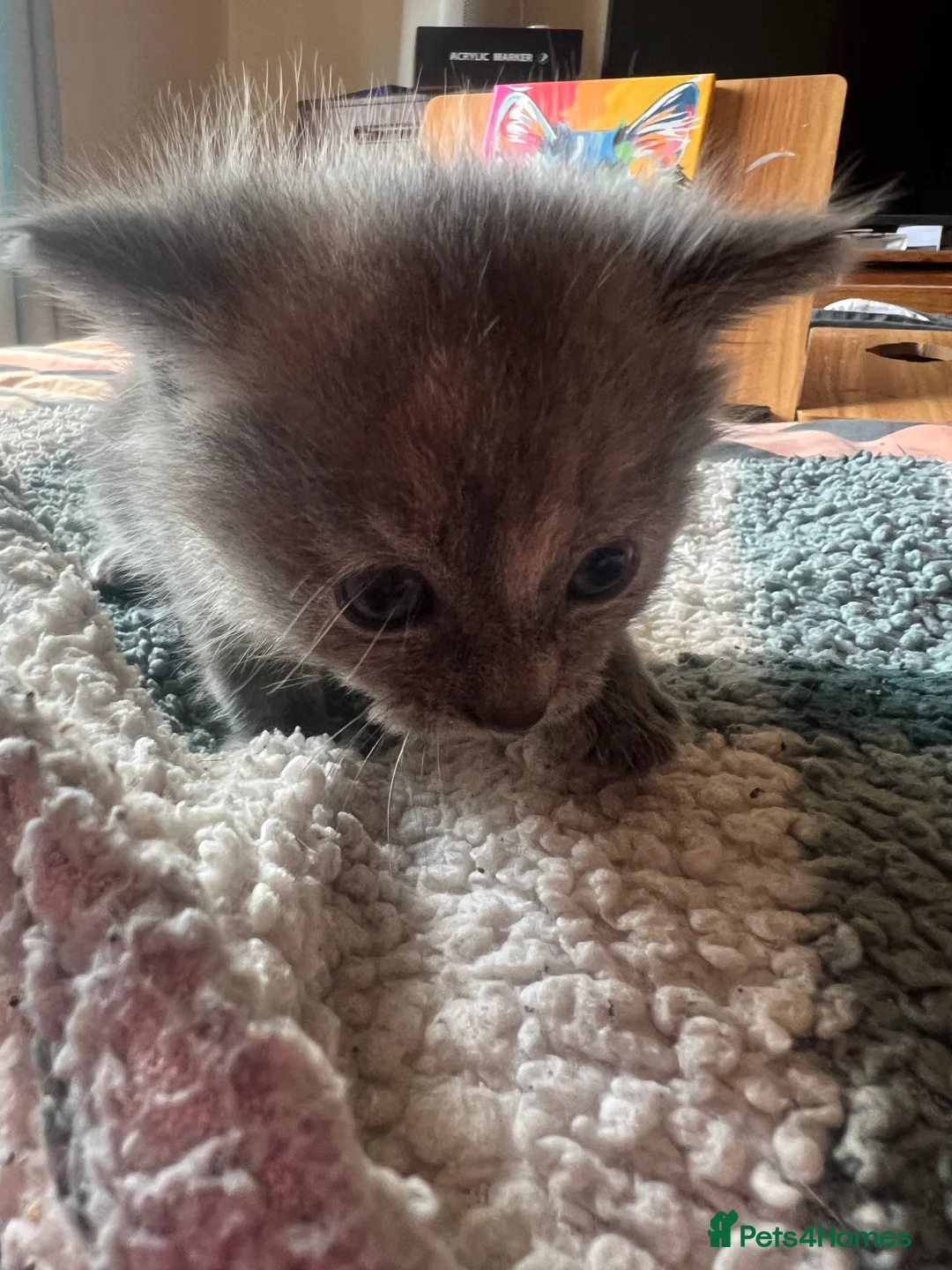 British Shorthair cats for sale: Rare Grey/ginger tortoiseshell kittens - Advert 16