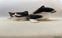 Ragdoll cats for sale: Adorable Kittens for Sale – 2 Males & 4 Females - Image 2