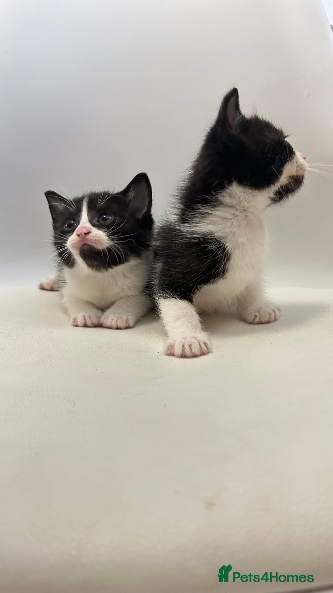 Ragdoll cats for sale: Adorable Kittens for Sale – 2 Males & 4 Females - Image 2