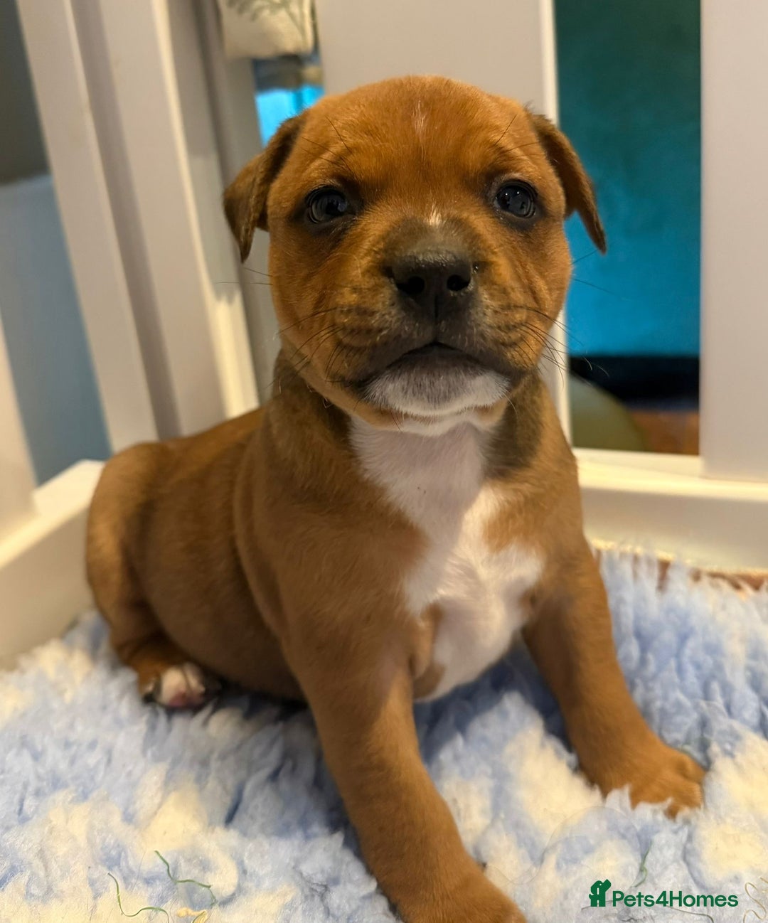 Staffordshire Bull Terrier dogs for sale: Beautiful Staffordshire Bull Terrier Boys ✨ - Advert 22