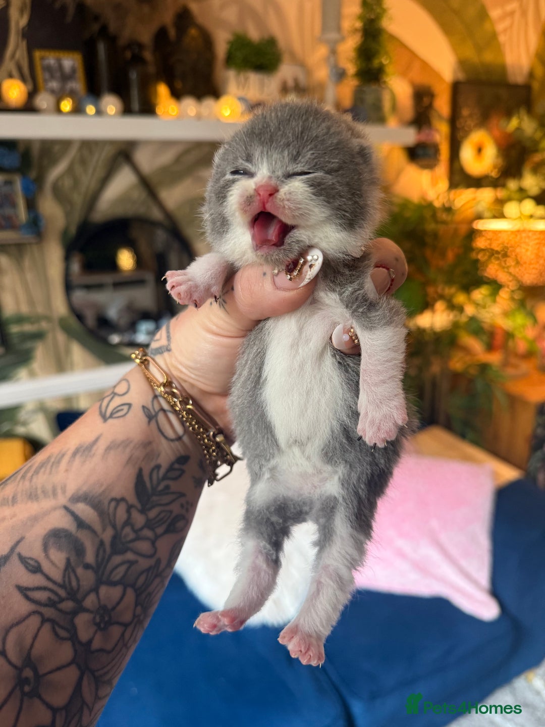British Shorthair cats for sale: Outstanding kittens 😻 Champion line🥇🏆😻 - Image 39