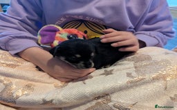 Chipoo dogs for sale: Health tested, non shed chipoos - Image 17