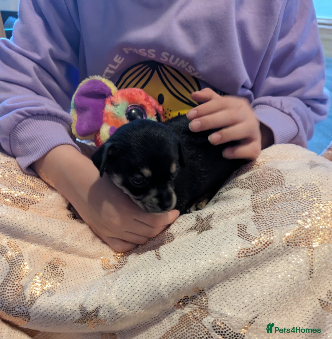 Chipoo dogs for sale: Health tested, non shed chipoos - Image 17