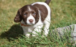 English Springer Spaniel dogs for sale: English springer spaniels  - Image 26
