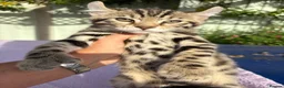Keetso cats for sale: Superb polydactyl curled eared Keetso kittens.  - Advert 26