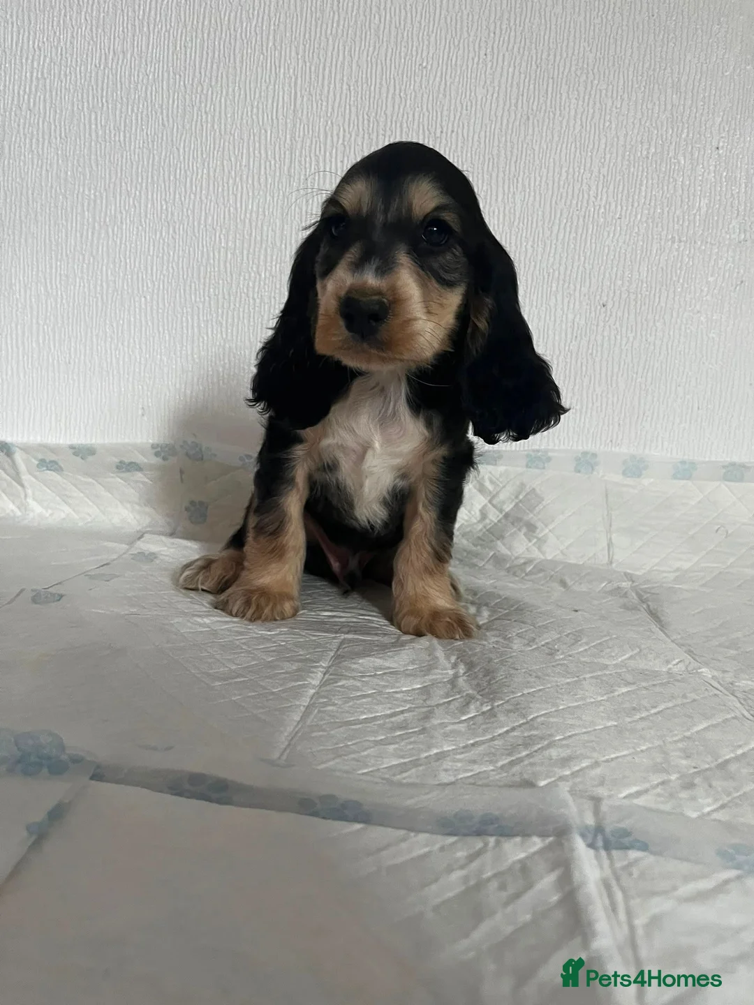 Cocker Spaniel dogs for sale: Cocker spaniel puppies  - Advert 7