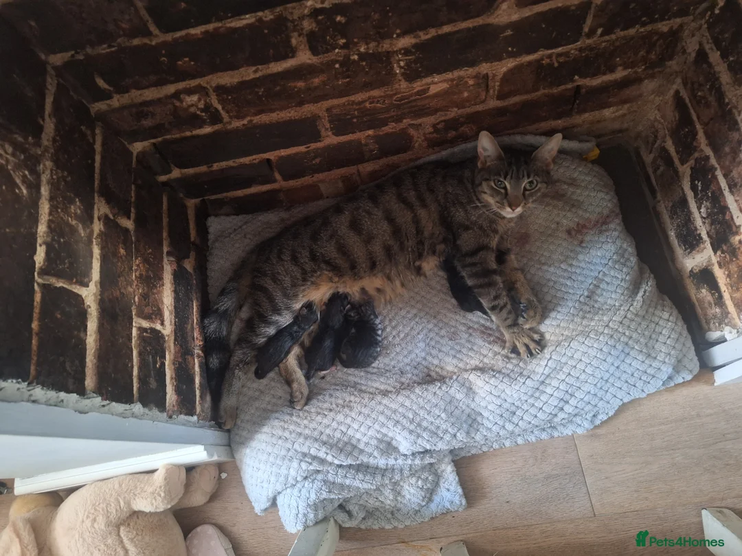 British Shorthair cats for sale: Black and white kitten in Ipswich - Advert 2