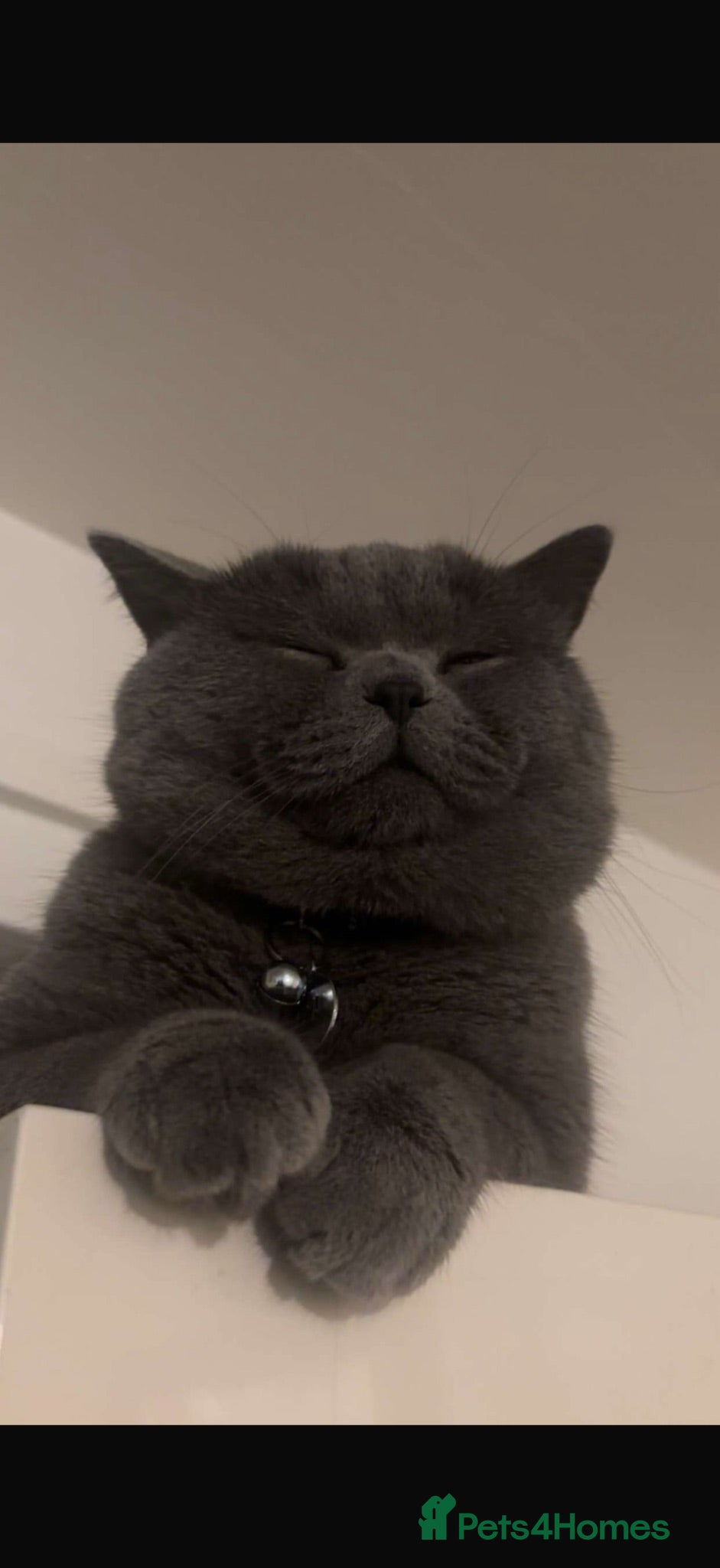 British Shorthair cats British shorthair  - Advert 2
