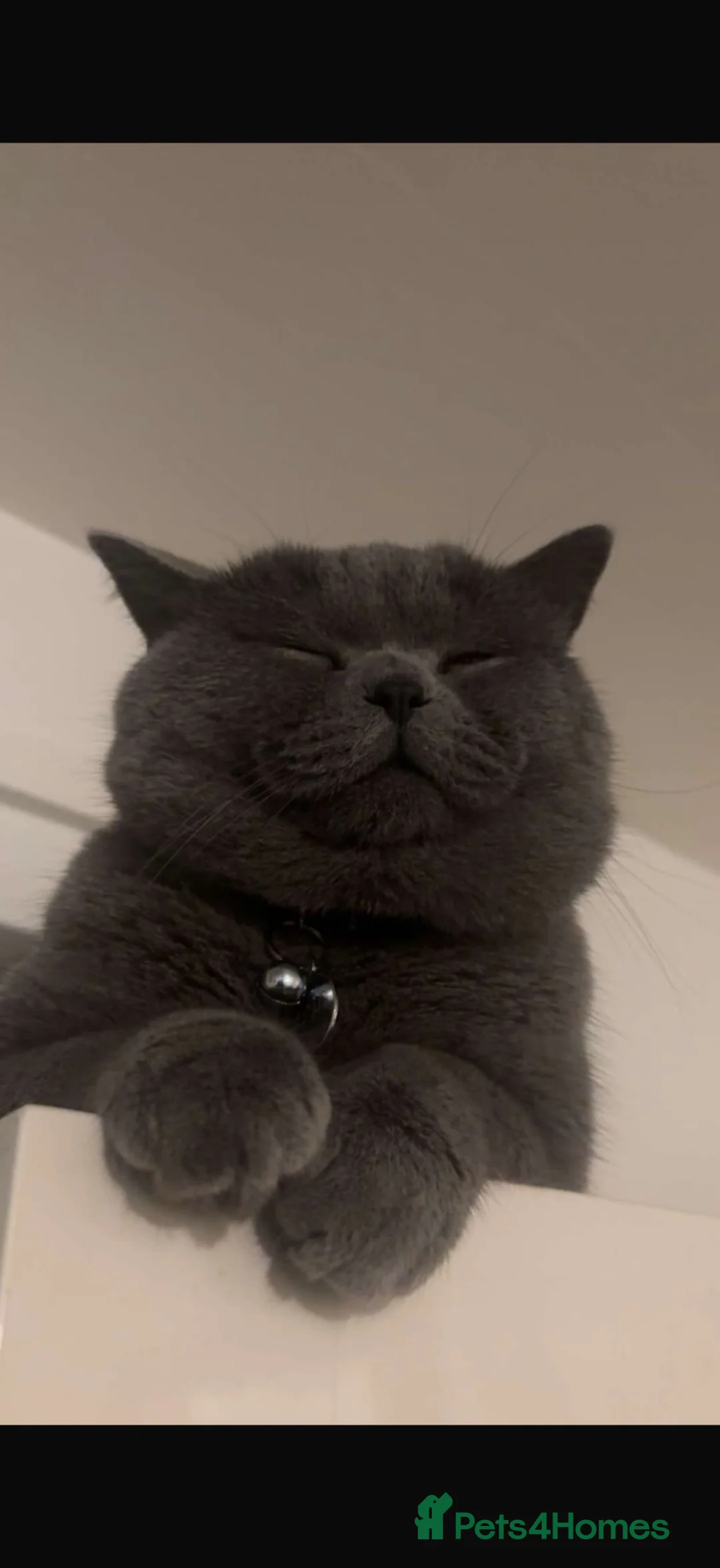 British Shorthair cats for stud: British shorthair  - Advert 2