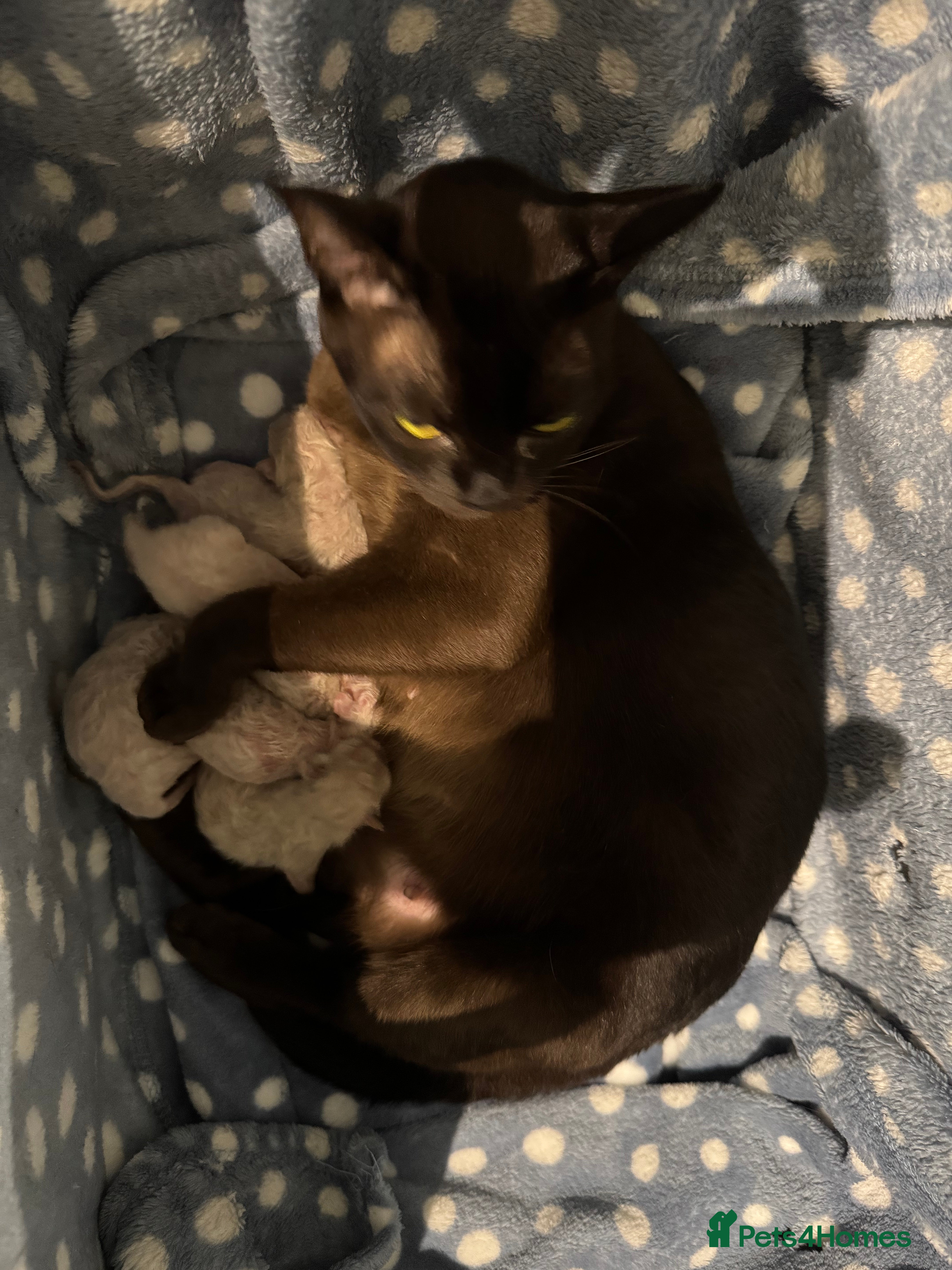 Burmese cats Beautiful, affectionate, v well socialised kittens - Advert 1