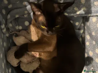 Burmese cats Beautiful, affectionate, v well socialised kittens - Advert 1
