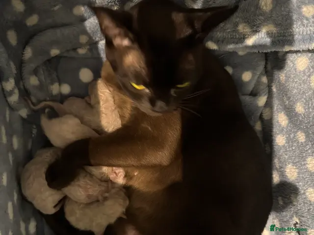 Burmese cats for sale: Well socialised GCCF-reg'd pedigree Burmese kits - Advert 2