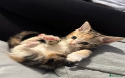 Domestic Shorthair cats for sale: Kittens - Image 16