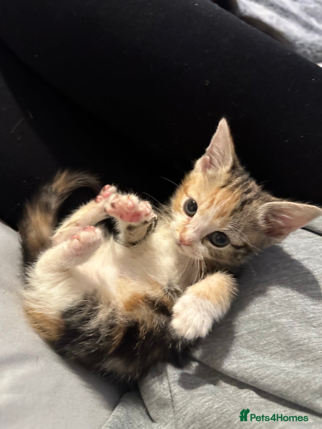 Domestic Shorthair cats for sale: Kittens - Image 16