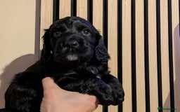 Cocker Spaniel dogs for sale: 🐾KC Reg- Working Cocker Spaniel DNA Tested 🧬 - Image 27
