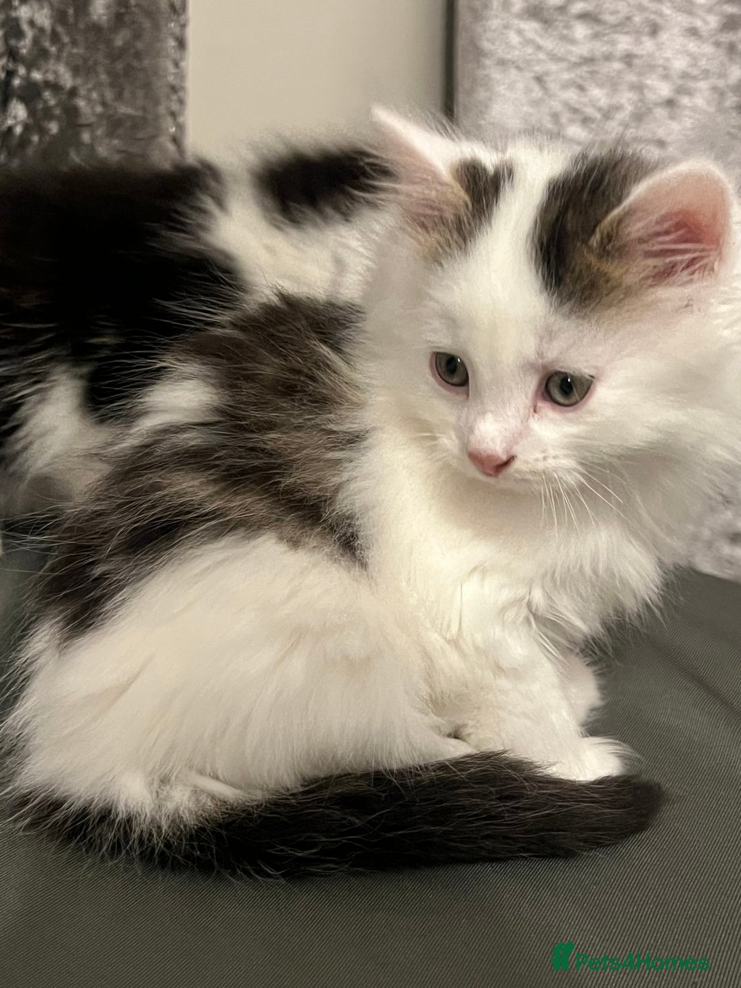 British Longhair cats for sale: Gorgeous fluffy kittens looking for forever home - Image 23