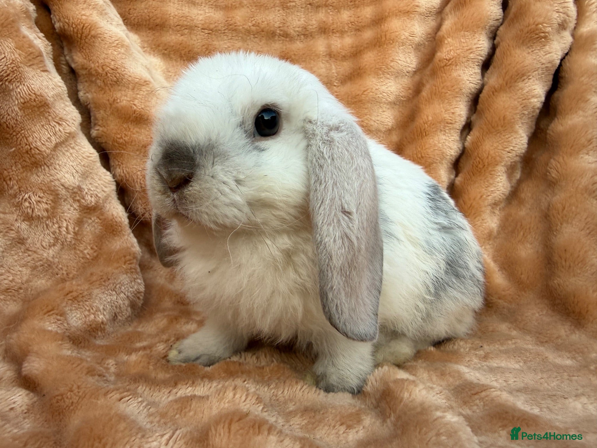 Mini Lop rabbits Mini plush lops to reserve ( none ready to leave) - Advert 13