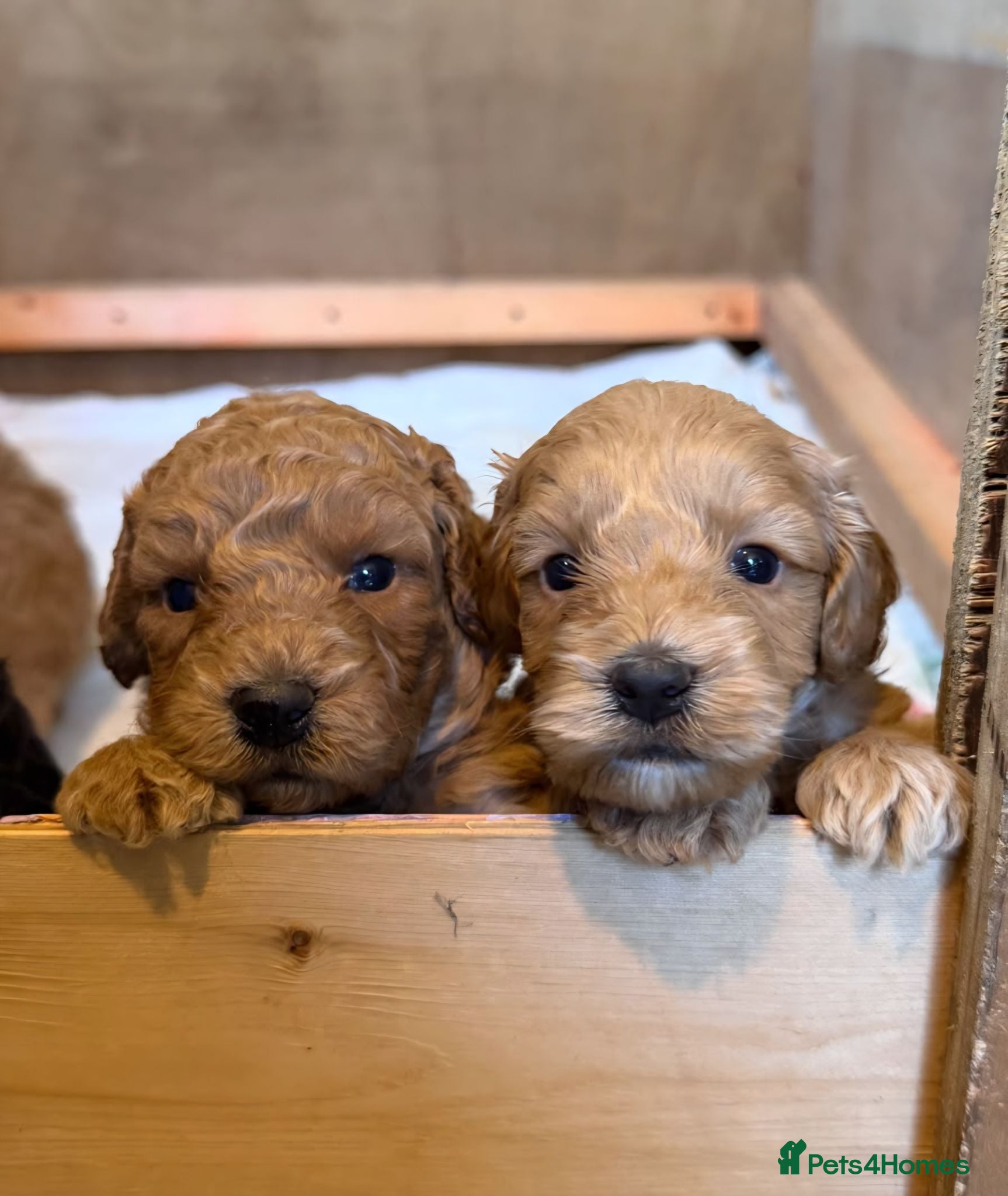 Cockapoo dogs Cockapoo Puppies For Sale  - Advert 2