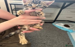 Bengal cats for sale: Beautiful Bengal mixed kittens - Image 11