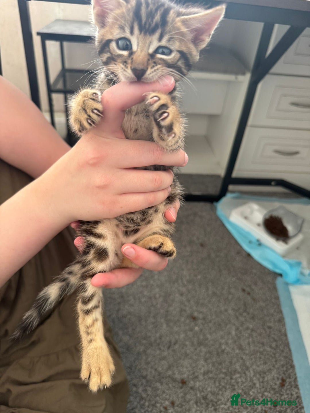 Bengal cats for sale: Beautiful Bengal mixed kittens - Image 11