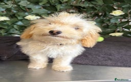 Cavapoo dogs for sale: 1 Girl Remaining ⭐️ Reduced ⭐️ F1b Cavapoos ⭐️ - Image 2