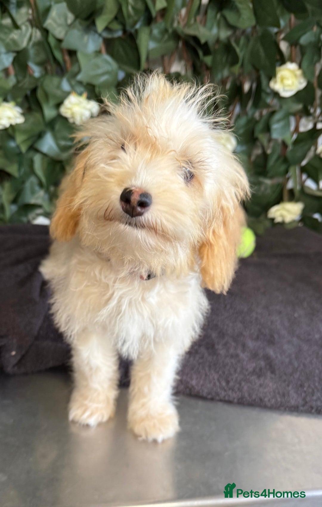 Cavapoo dogs for sale: 1 Girl Remaining ⭐️ Reduced ⭐️ F1b Cavapoos ⭐️ - Image 2