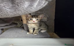 Domestic Shorthair cats for sale: Rescue needs forever home - Image 2