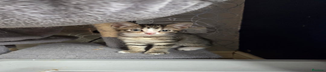 Domestic Shorthair male Kitten 