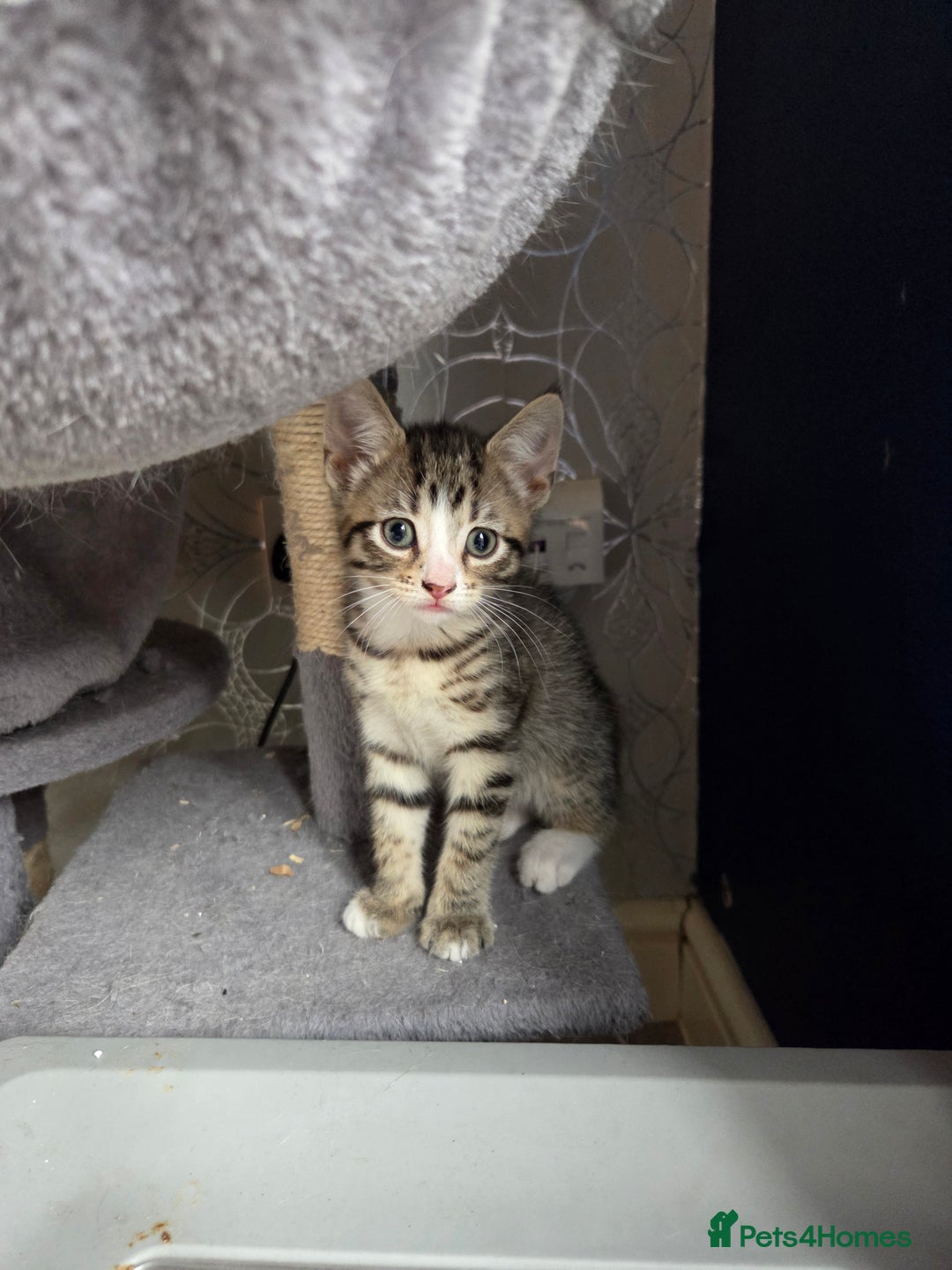 Domestic Shorthair cats for sale: Rescue needs forever home - Image 2