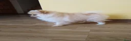Pomeranian dogs for sale: Beautiful white cream Pomeranian puppies - Advert 10