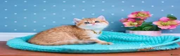 British Shorthair cats for sale: Show Quality British Shorthair Kittens - Advert 8