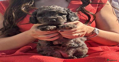 Cavapoo dogs - Advert 7