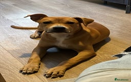 Mixed Breed dogs for sale: Lady. - Image 4