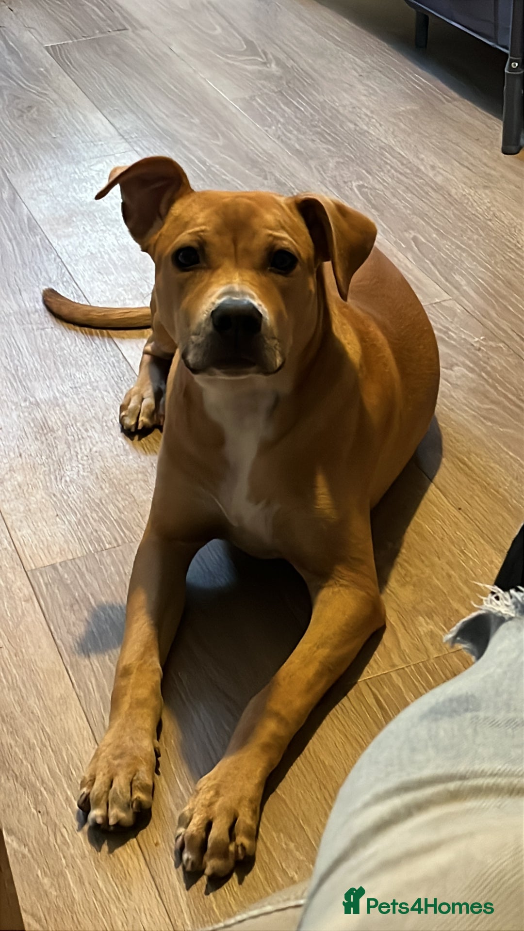 Mixed Breed dogs for sale: Lady. - Image 4