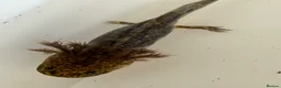 Axolotl reptiles for sale: Axolotl - Advert 29