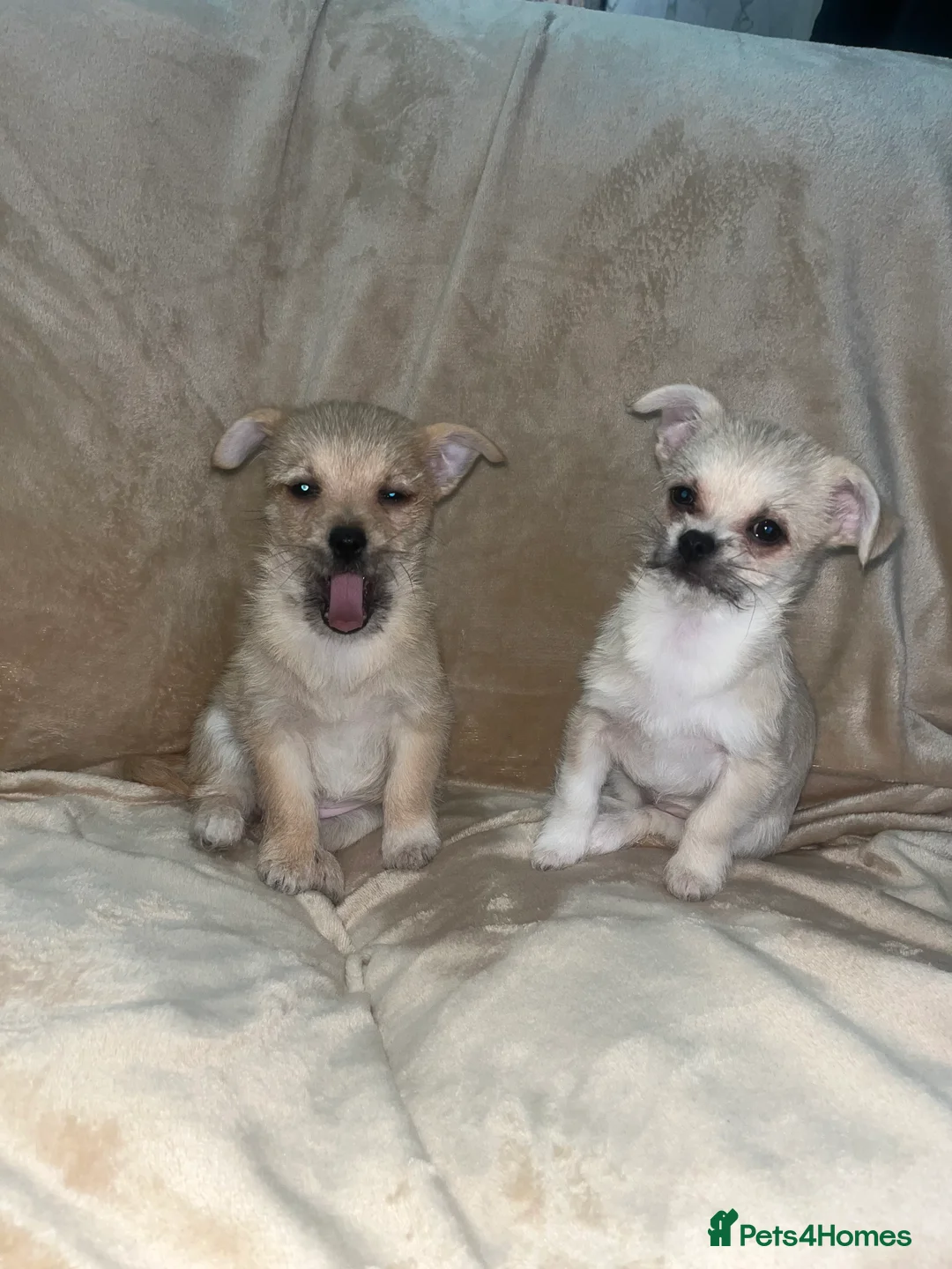 Mixed Breed dogs for sale: Maltese \ Chihuahua - Advert 3