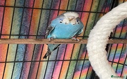 Budgerigars birds for sale: Baby Budgies’s xx males and females available  in Knutsford - Image 7