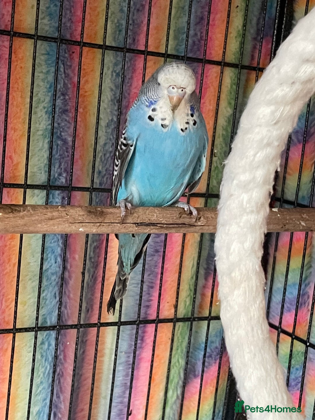 Budgerigars birds for sale: Baby Budgies’s xx males and females available  in Knutsford - Image 7