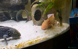 Axolotl reptiles for sale: Pair of axolotl  - Image 5